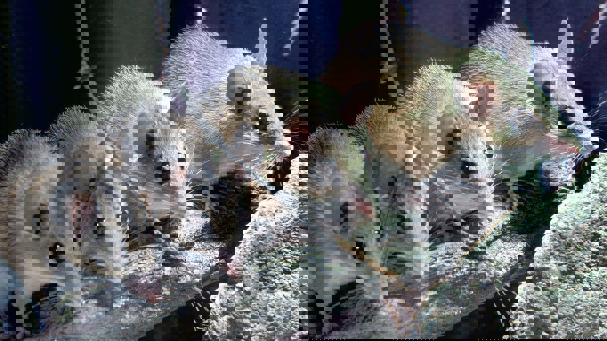 مصر.. السجن لطالب قتل 60 فأر تجارب لسبب غريب