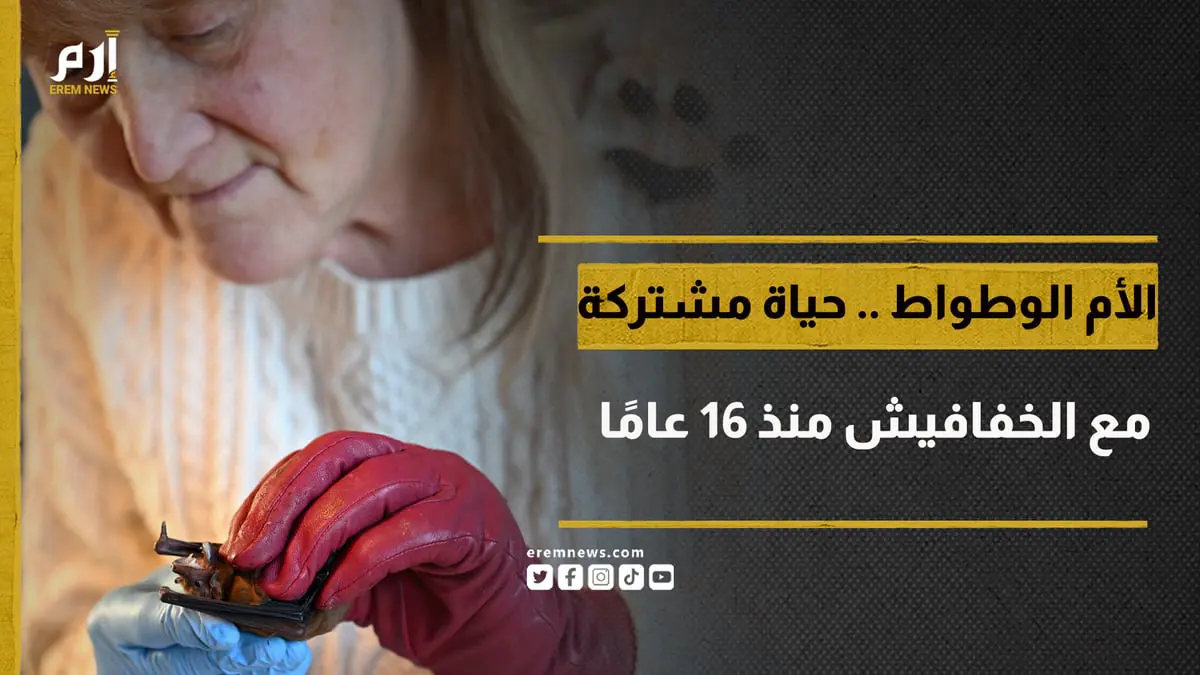 الأم الوطواط.. حياة مشتركة مع الخفافيش منذ 16 عامًا