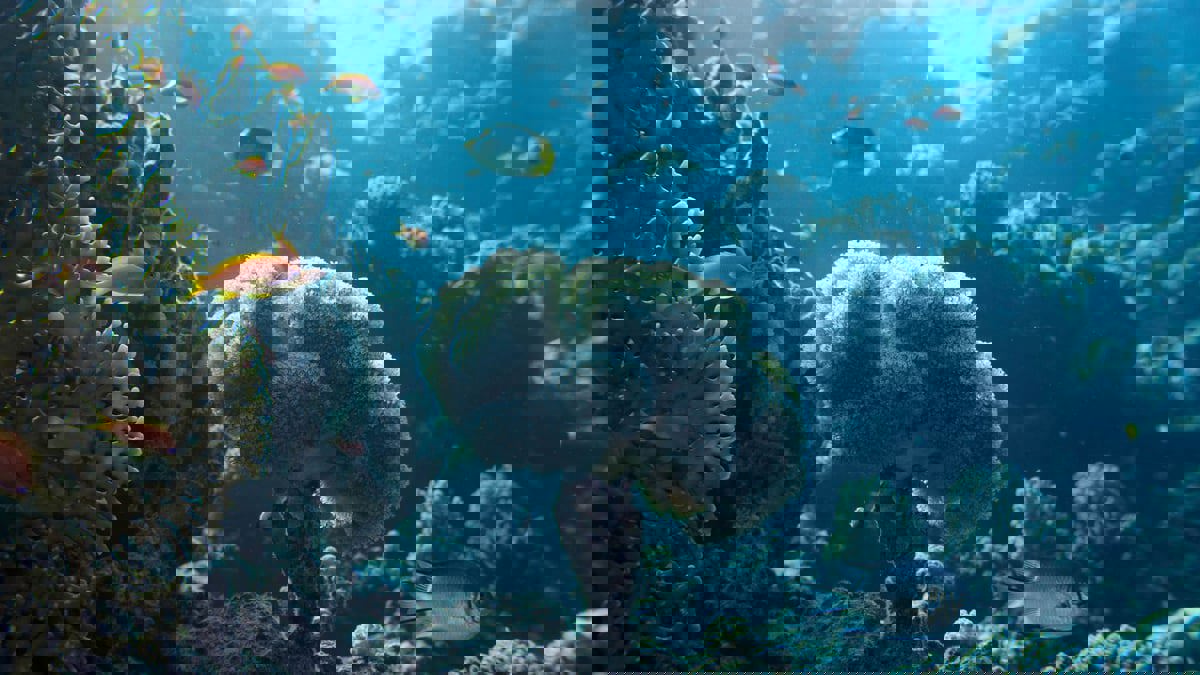 باستخدام الذكاء الصناعي.. علماء يتمكنون من سماع "أصوات" الشعاب المرجانية