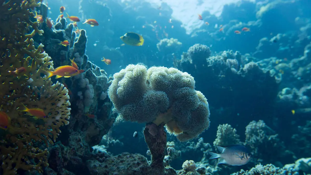 باستخدام الذكاء الصناعي.. علماء يتمكنون من سماع "أصوات" الشعاب المرجانية