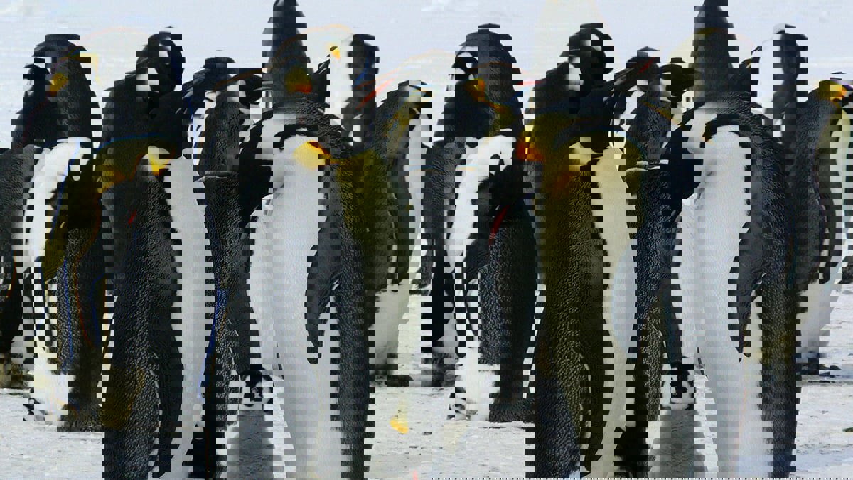 "إيكو" روبوت يعيش مع البطاريق ويراقبها في القطب الجنوبي