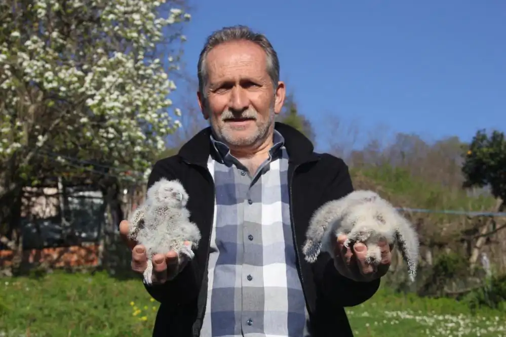 أتيلا كاراكايا مع فراخ البومة