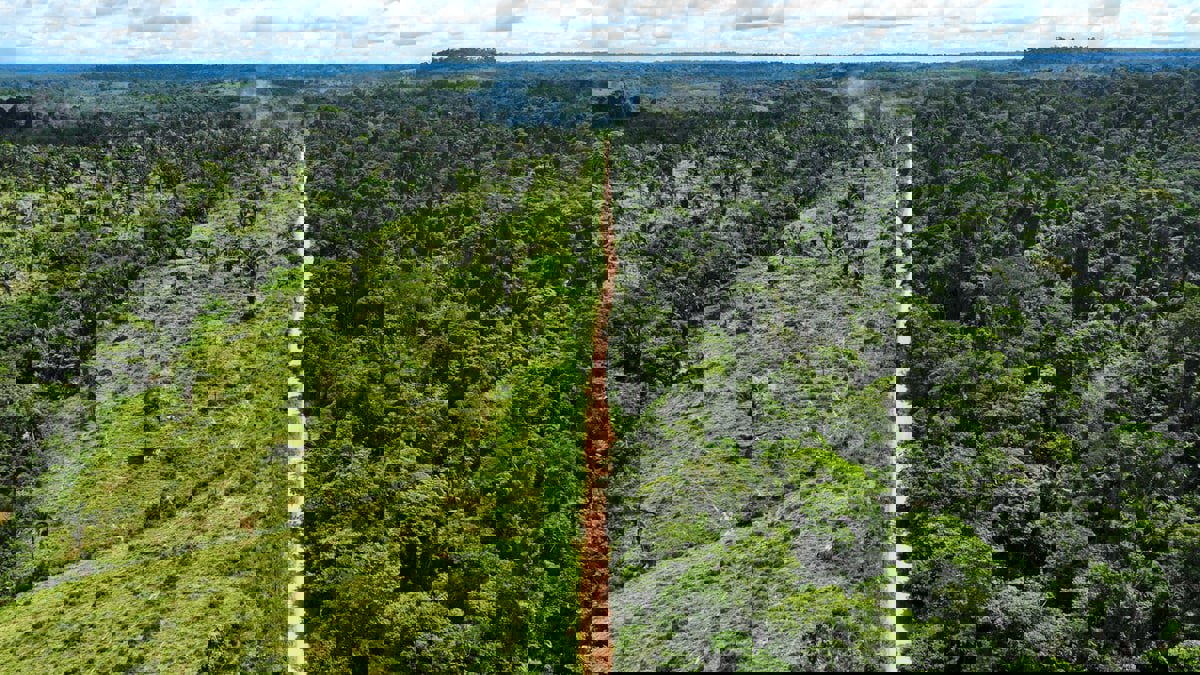 دراسة مقلقة.. هل نكون آخر جيل يرى غابات الأمازون؟