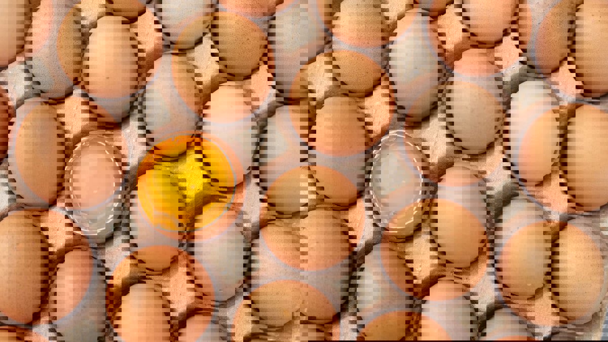 تعرف على ترتيب الدول العربية من حيث سعر البيض