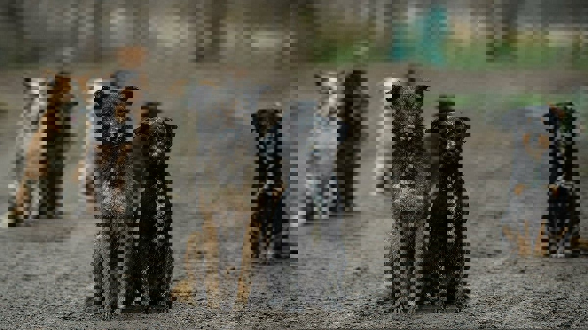 البحث عن كلبين مفقودين يقود للكشف عن مفاجأة صادمة