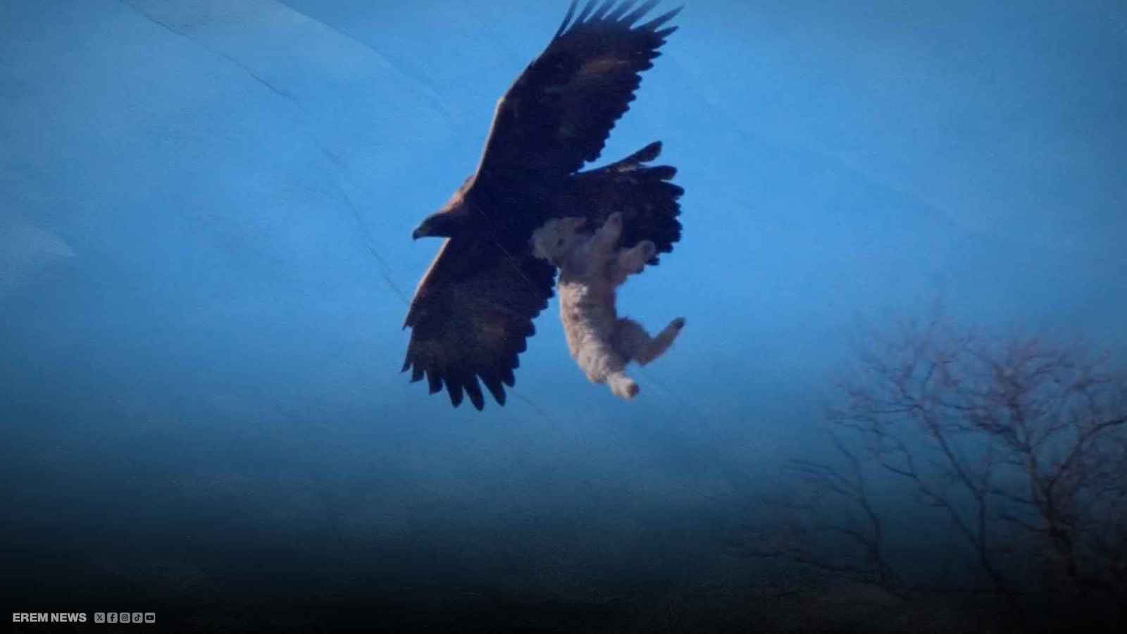 مشهد صادم بعدسة مزارع.. نسر يختطف خروفًا حديث الولادة