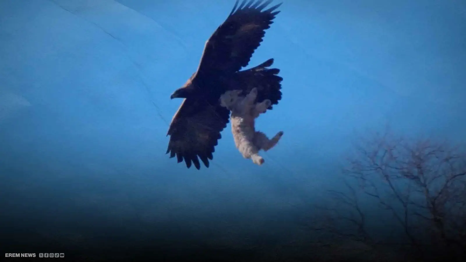 مشهد صادم بعدسة مزارع.. نسر يختطف خروفًا حديث الولادة