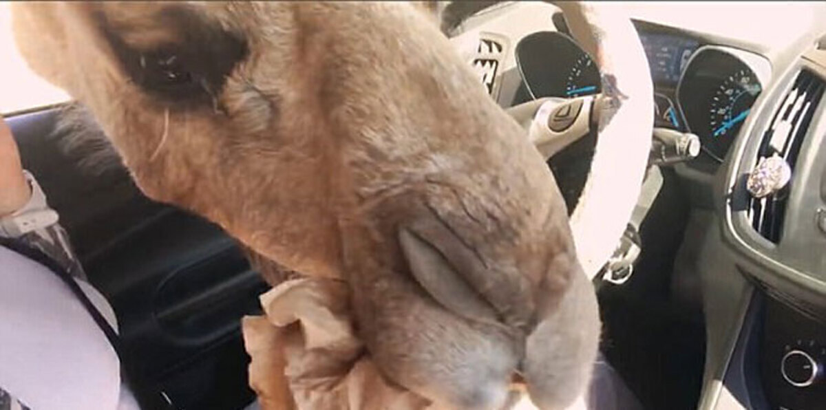 ردة فعل فتاة فاجأها جمل ضخم برأسه داخل السيارة  