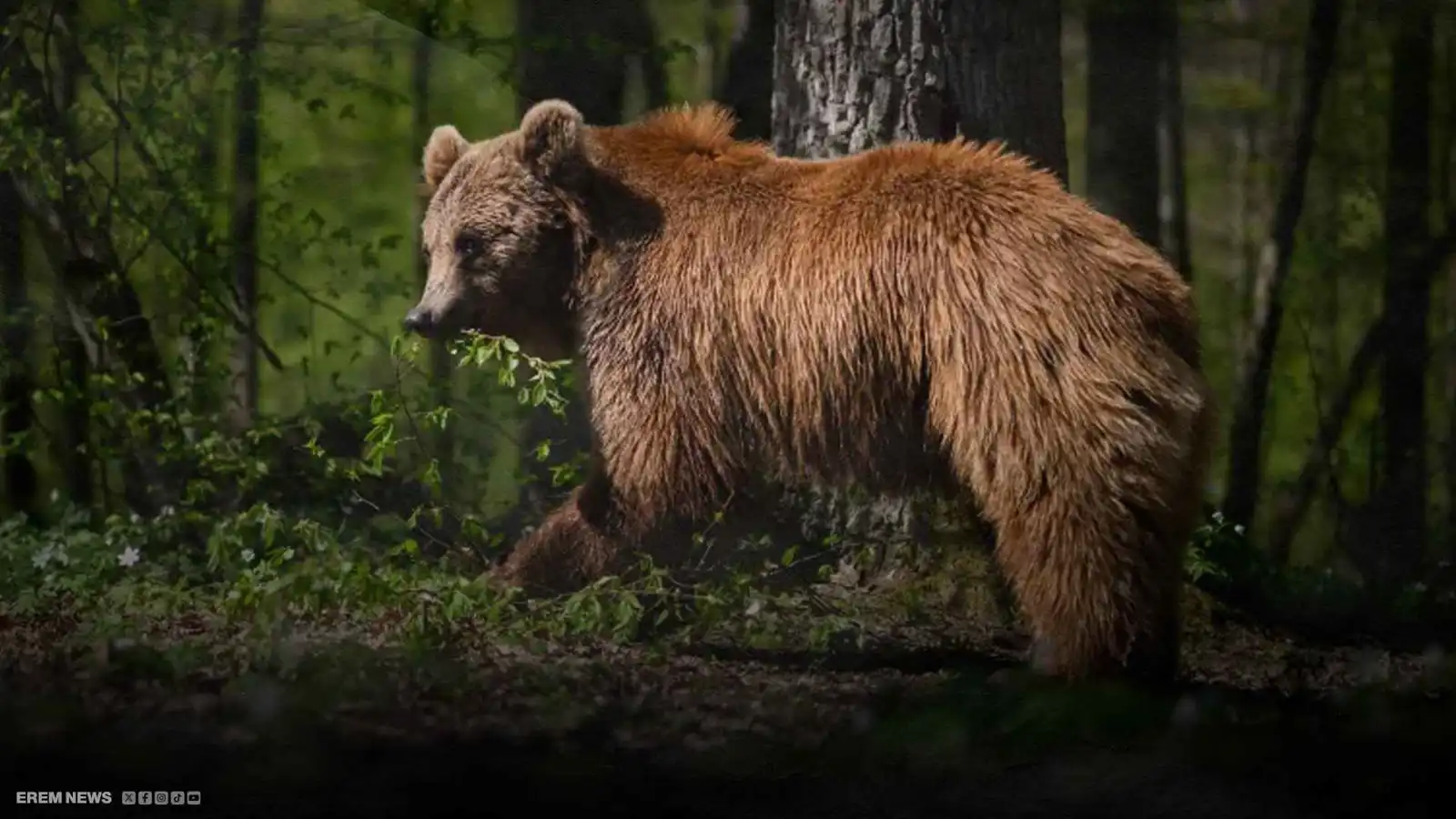 الطلقات لم توقفه.. دبّ هائج يقتحم متجرًا ويصيب امرأة تسعينية