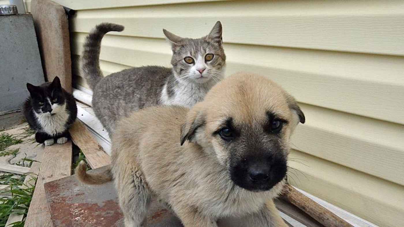 الجزائر.. موجة غضب بعد صعق الحيوانات الضالة بالكهرباء