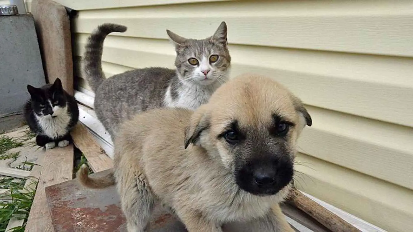 الجزائر.. موجة غضب بعد صعق الحيوانات الضالة بالكهرباء