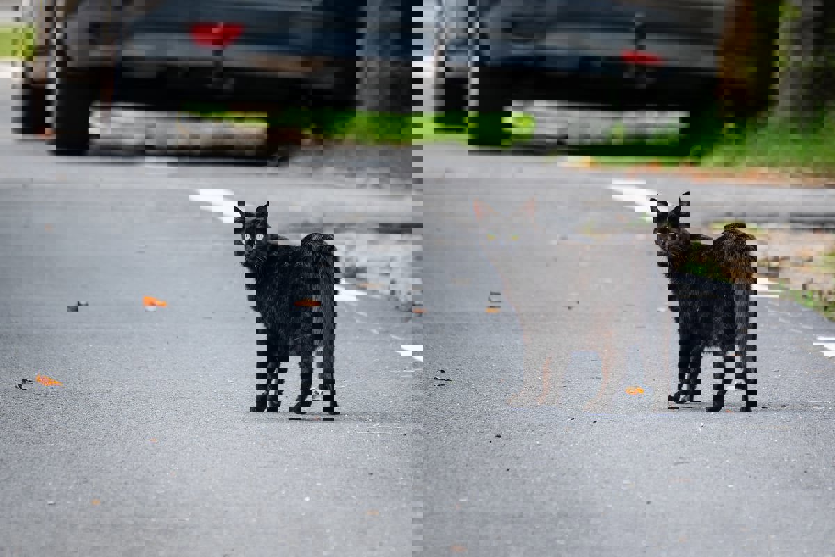 "قط خطير" يثير الذعر في بلدة جزائرية