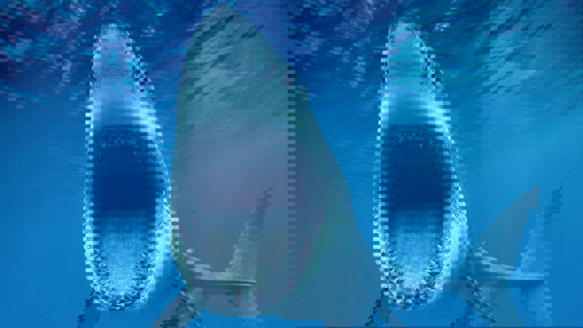 رغم شراستها المعهودة.. أسماك قرش تبتسم للكاميرا (صور)