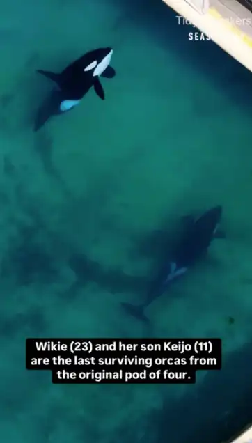 الحيتان ويكي وكايجو