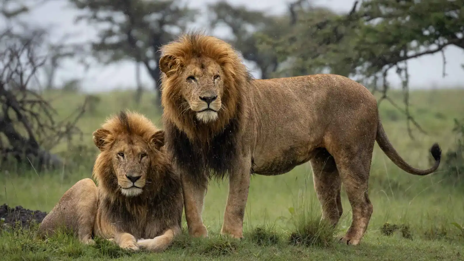 حديقة حيوان تقتل أسدين بعد "نفاد التمويل"