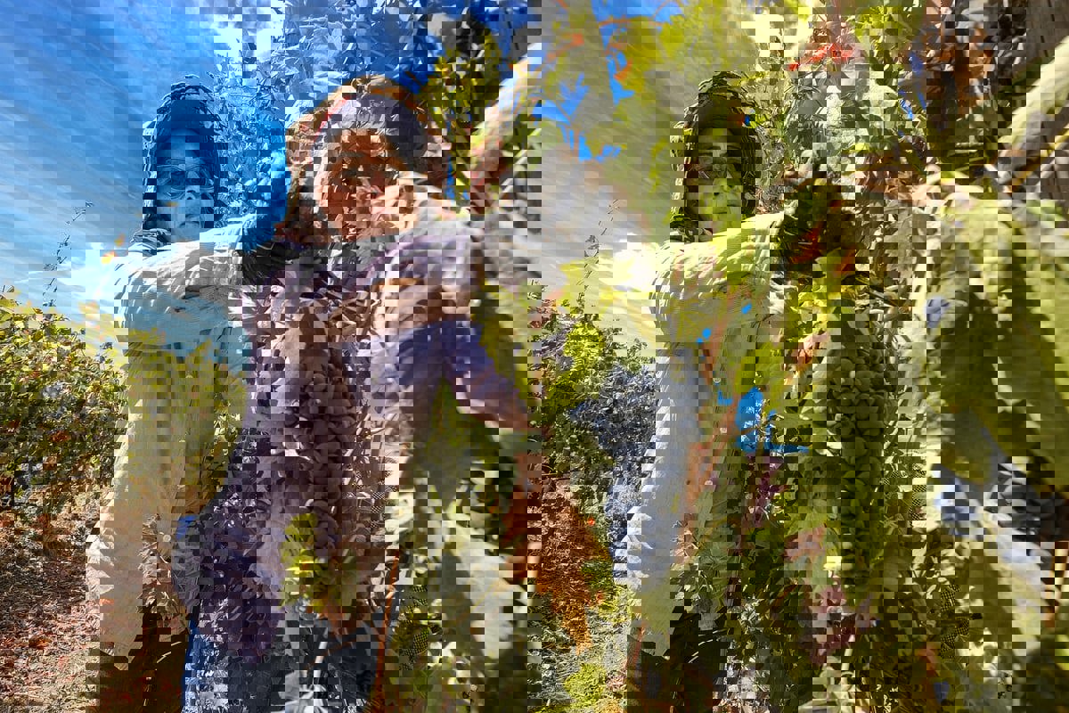 موسم قطف العنب في البرتغال يواجه نقصًا حاداً في الأيدي العاملة