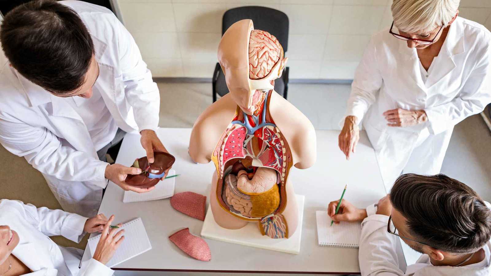 علاقة غير متوقعة بين نشاط المعدة والصحة النفسية