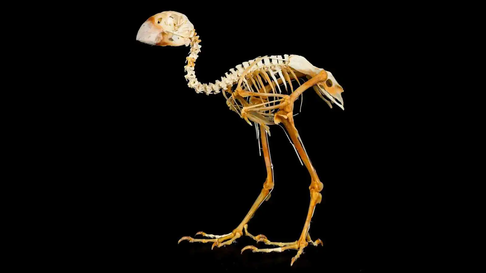 طالبة مصرية تعثر على عظام طائر عمرها 40 مليون عام