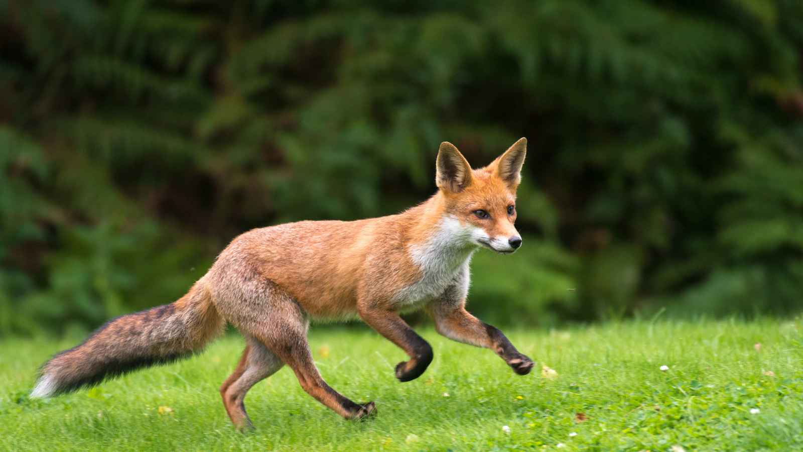 تركيا.. مصلون يفاجؤون بضيف غير متوقع في مسجدهم (فيديو)