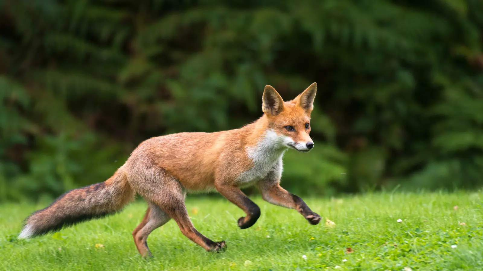 تركيا.. مصلون يفاجؤون بضيف غير متوقع في مسجدهم (فيديو)