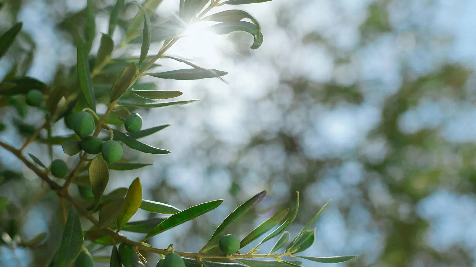 تونس تحذر من "القاتل الصامت".. بكتيريا تهدد أشجار الزيتون