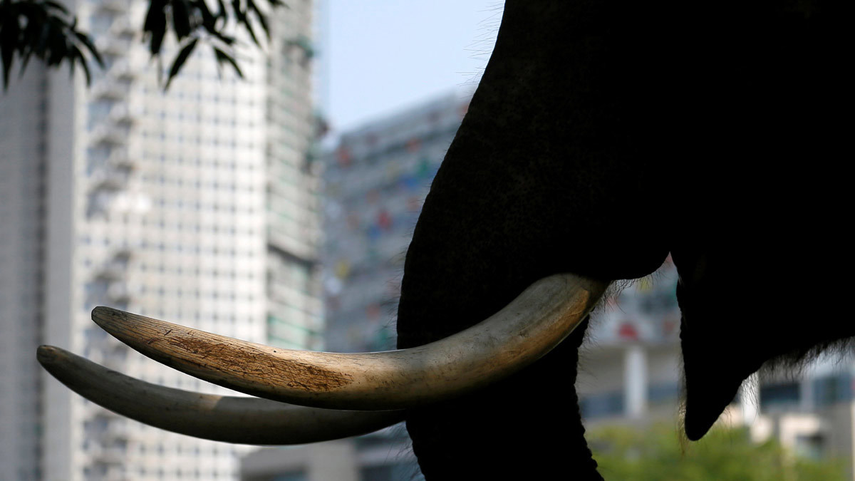 فيل "هائج" يدهس 18 شخصًا في مهرجان بوذي بسريلانكا 