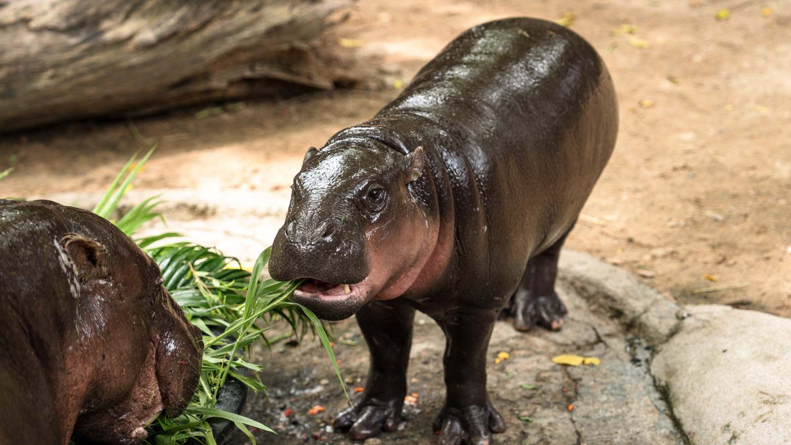 أشهر فرس نهر قزم يحتفل بعيد ميلاده الأول ويجذب الملايين (فيديو)