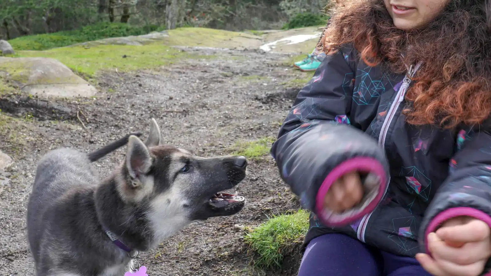 تفاصيل حكم بعد هجوم كلاب على طفلة في تركيا (فيديو)
