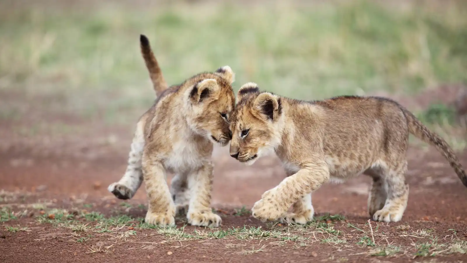 مطعم صيني يثير الجدل بخدمة "مداعبة أشبال الأسود"