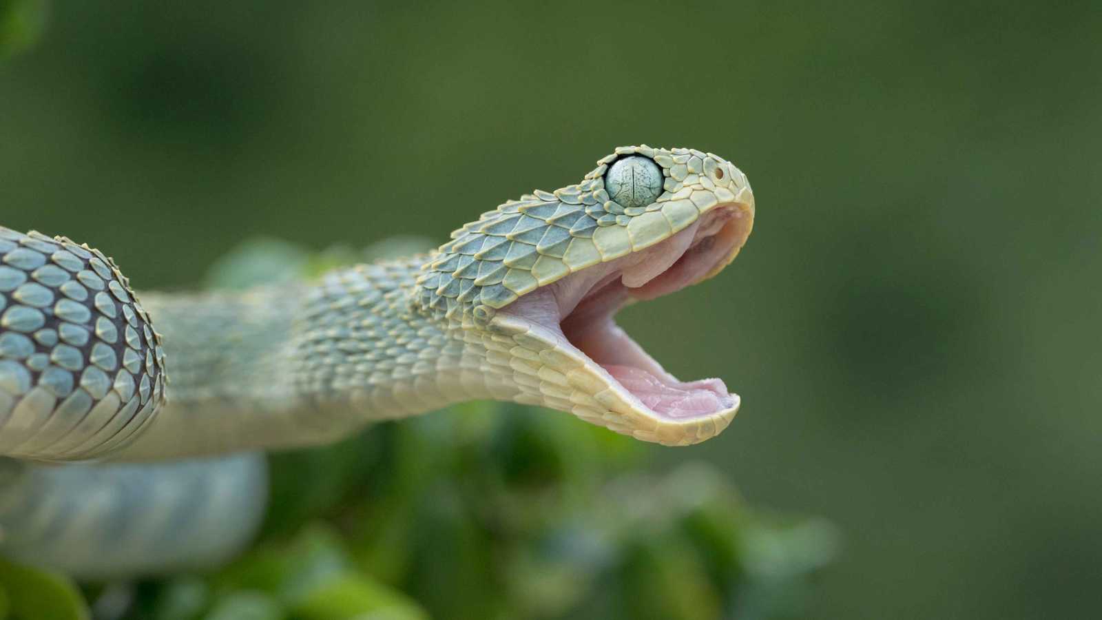 مصرع 84 بلدغات الأفاعي في بنغلاديش.. والسكان يعيشون "كابوسًا"