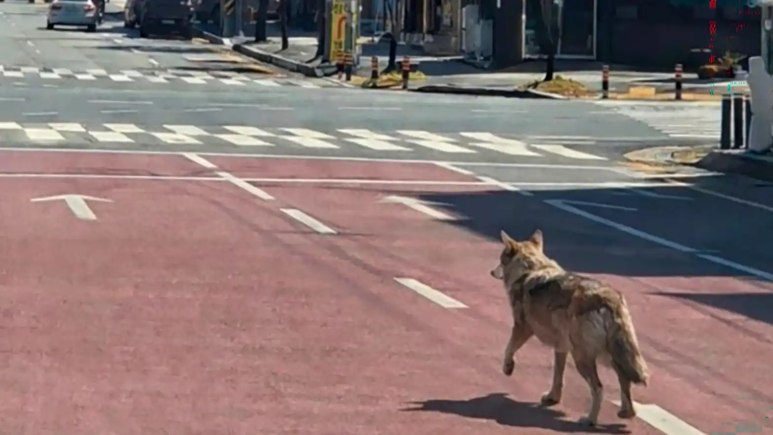 300 عنصر يبحثون عن ذئب هارب في كوريا الجنوبية