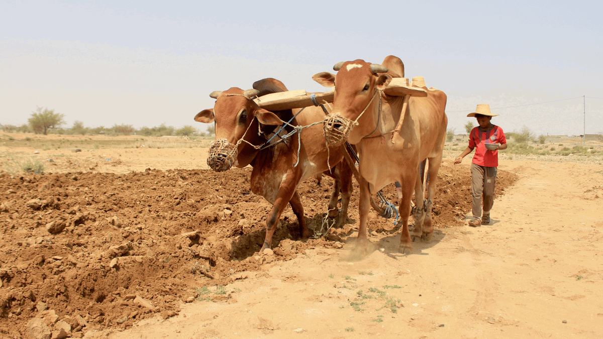  اليمن.. الثروة الحيوانية في مرمى حجر التغير المناخي