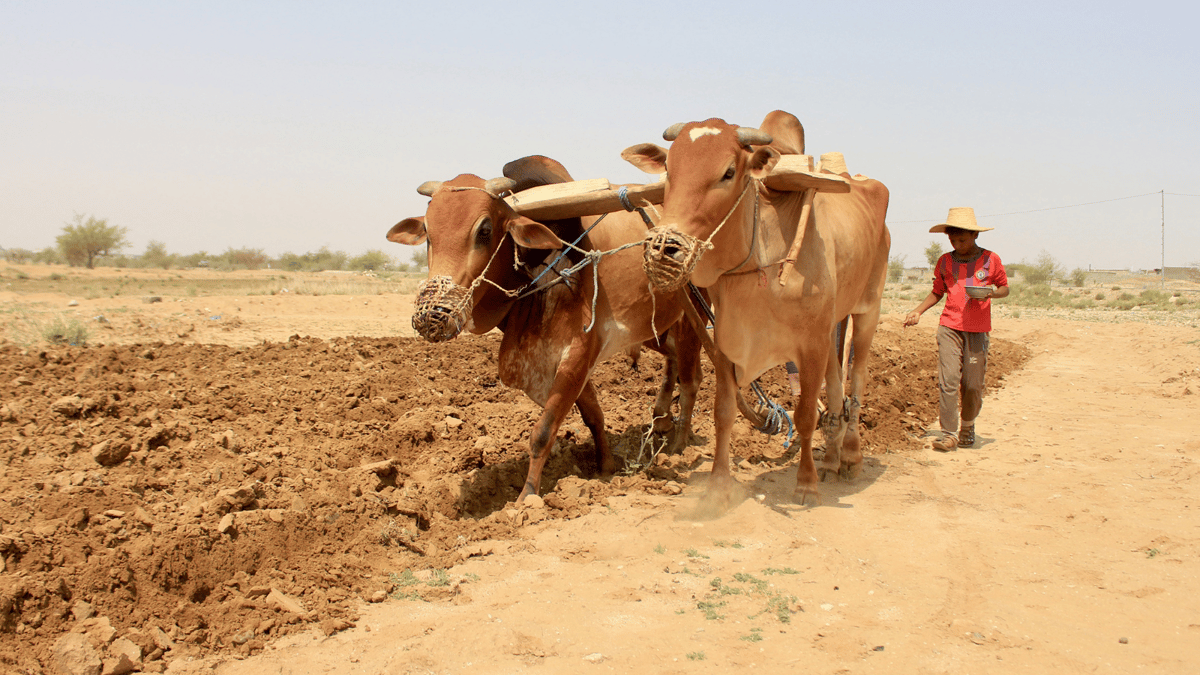  اليمن.. الثروة الحيوانية في مرمى حجر التغير المناخي