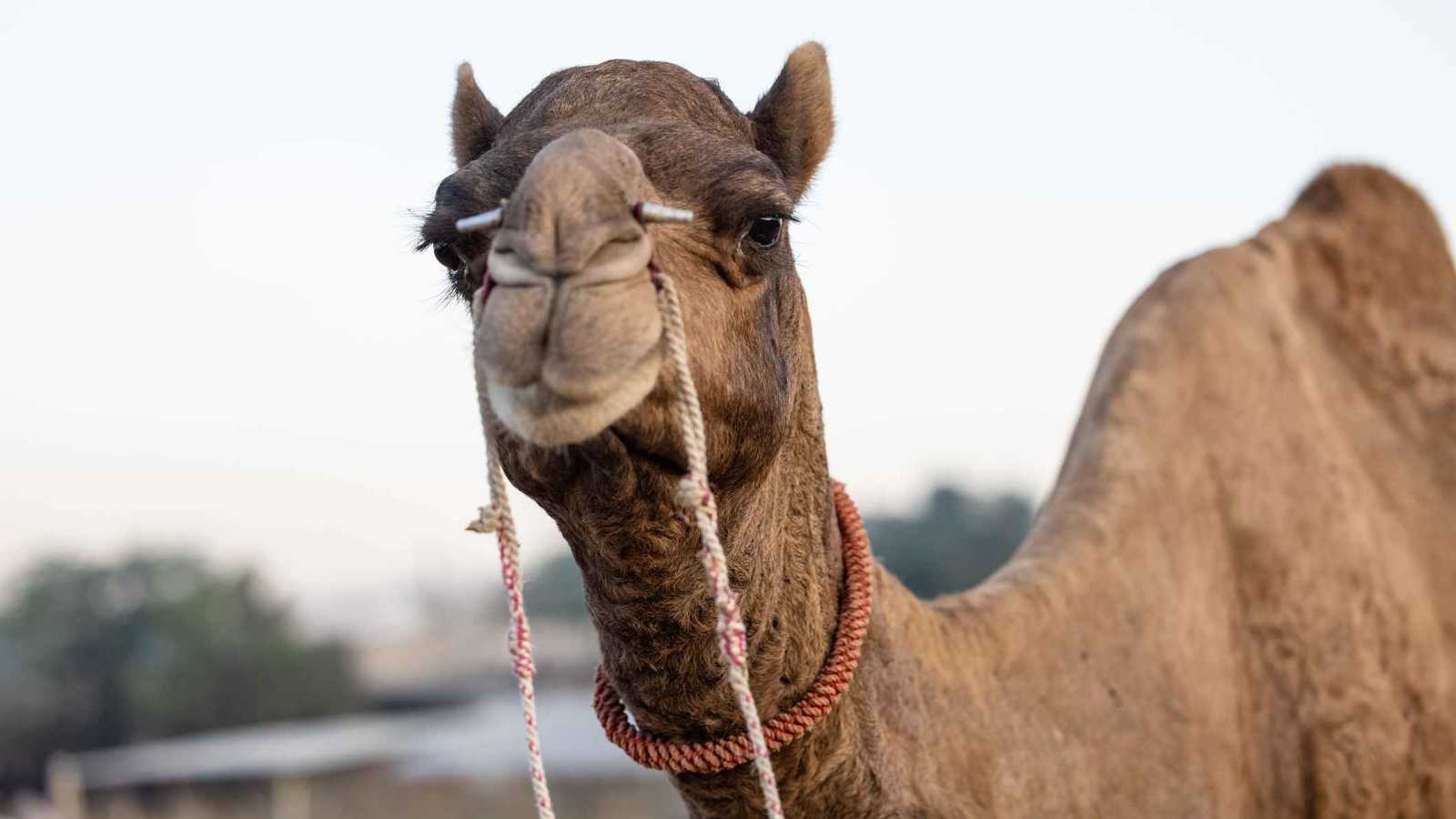 "حادثة نادرة".. حافلة تصدم جملاً في شوارع حمص (فيديو)