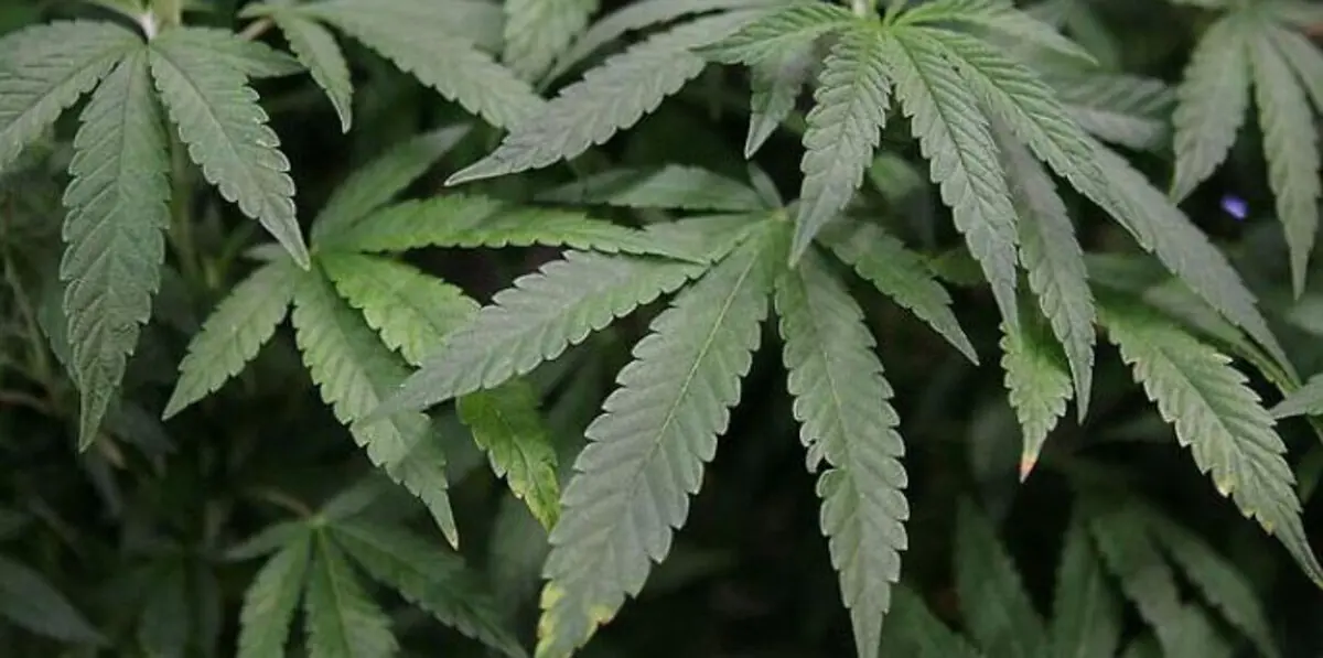 أستراليا تسمح بزراعة الماريجوانا لأغراض دوائية