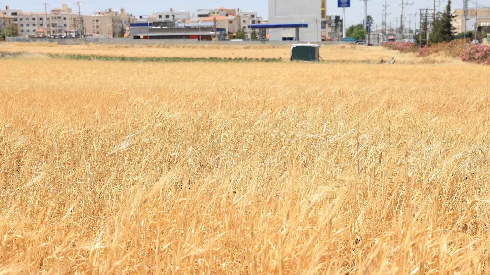 الأردن.. القمح بين حقيقة منع زراعته والنفي الرسمي وقلة الأمطار