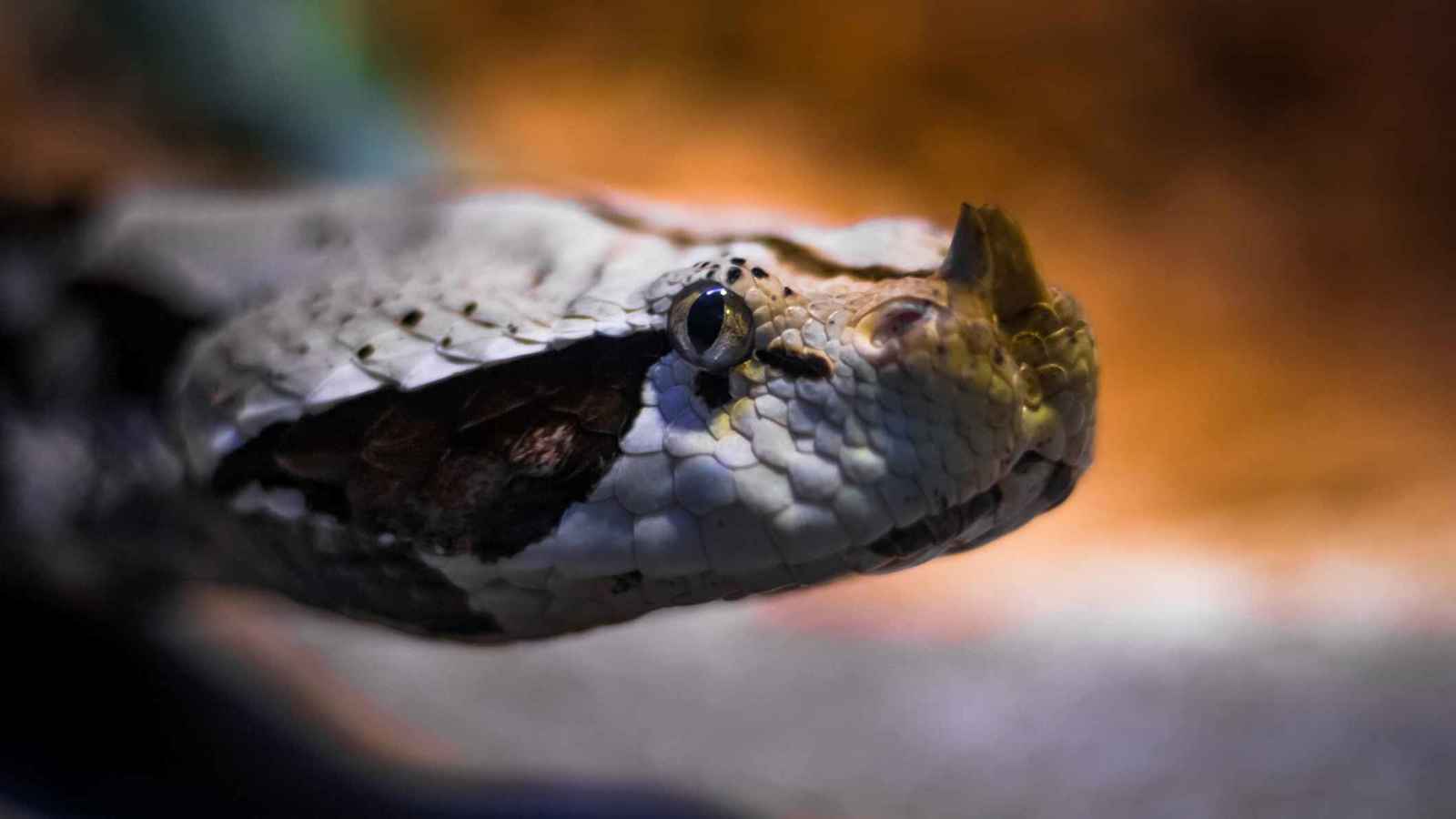 في اليوم العالمي للأفاعي.. 6 خرافات عن هذه الزواحف لا تصدقها