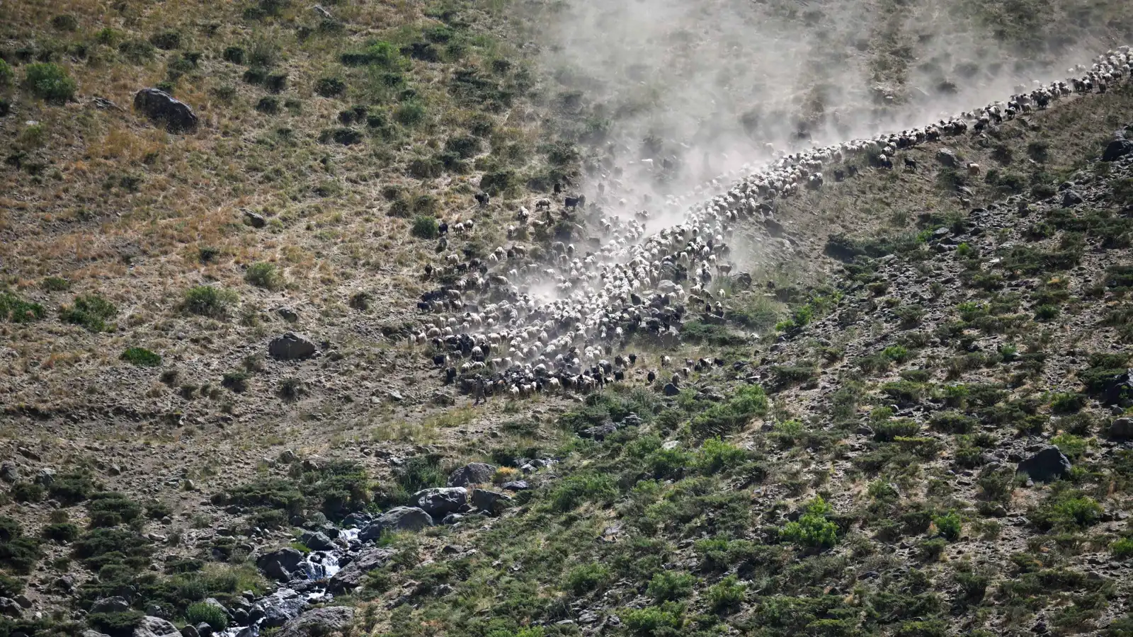 صاعقة رعدية تقتل قطيعاً من الأغنام في تركيا (صور)