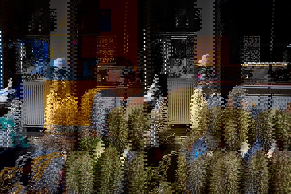 تسقط كالقذائف.. شبان يخاطرون بحياتهم لجني ثمار "الدوريان" (فيديو)