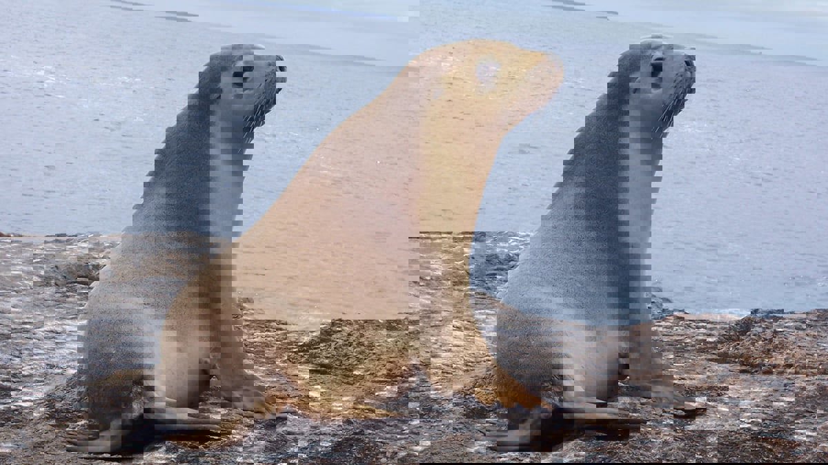  انخفاض عدد الحيوانات البرية في العالم 69% خلال نصف قرن

