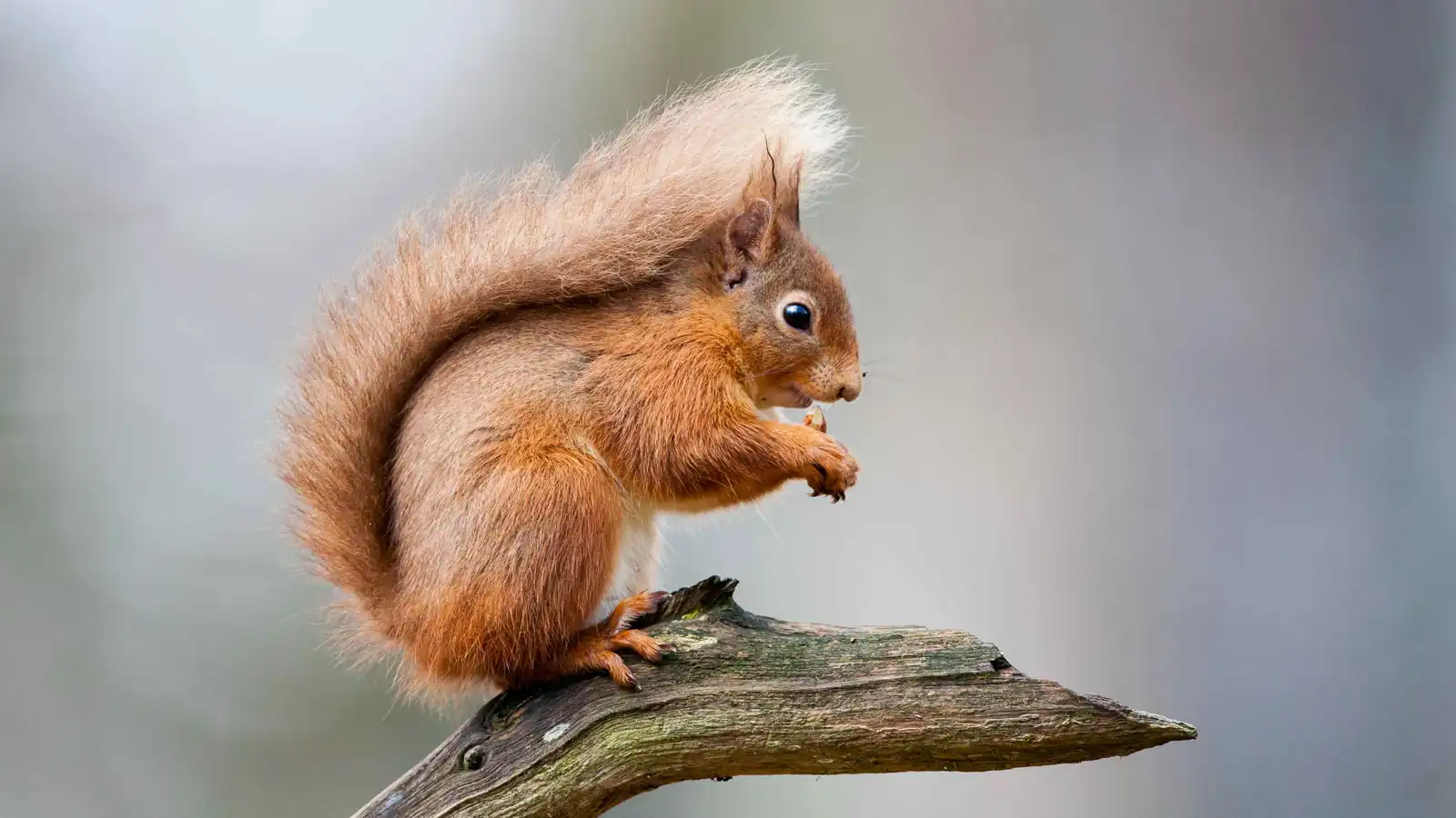 سناجب "تُدخن" الفيب.. ظاهرة غريبة تثير قلق خبراء الحياة البرية (فيديو)