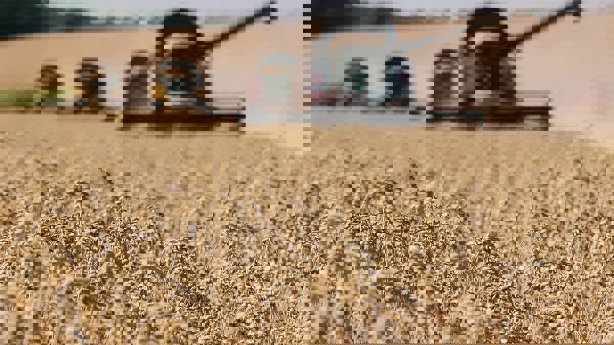 أوكرانيا: حرب روسيا قد تحرم العالم من قمحنا لثلاثة مواسم