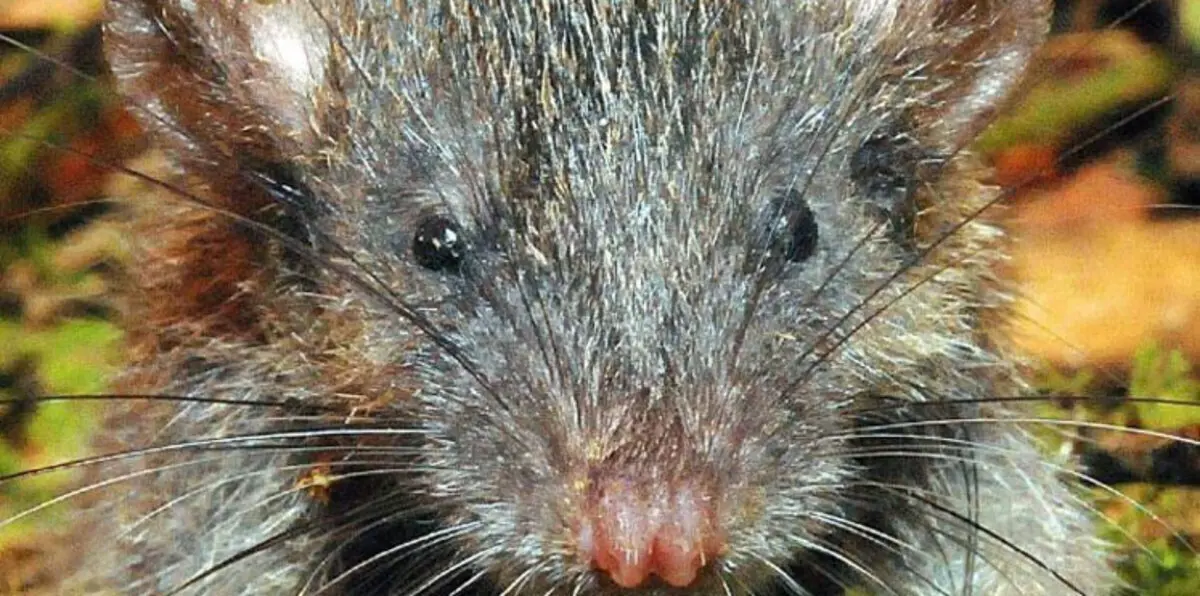 اكتشاف أنواع جديدة من الثدييات في إندونيسيا