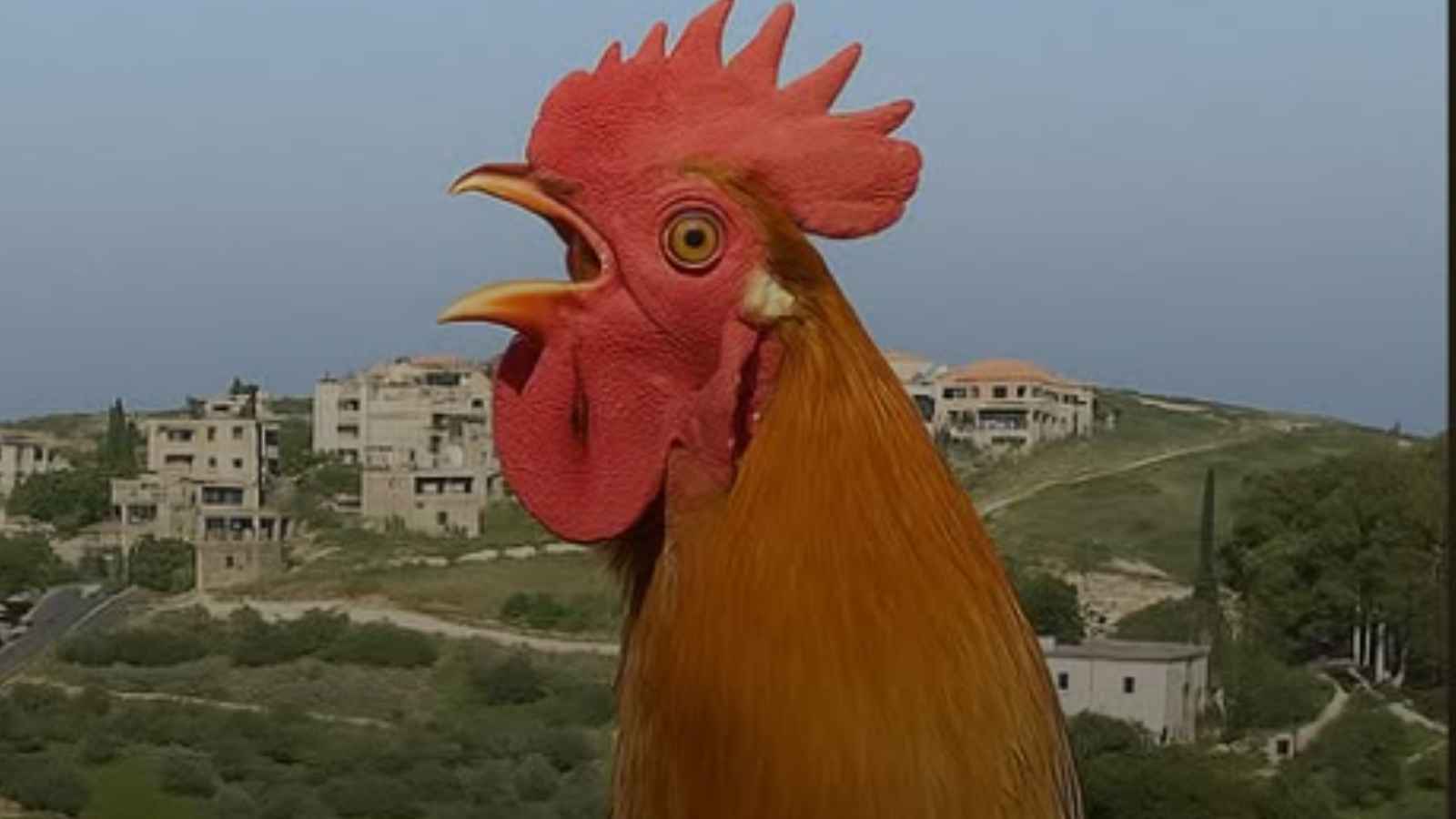 رئيس بلدية في لبنان يمنع الديوك من الصياح