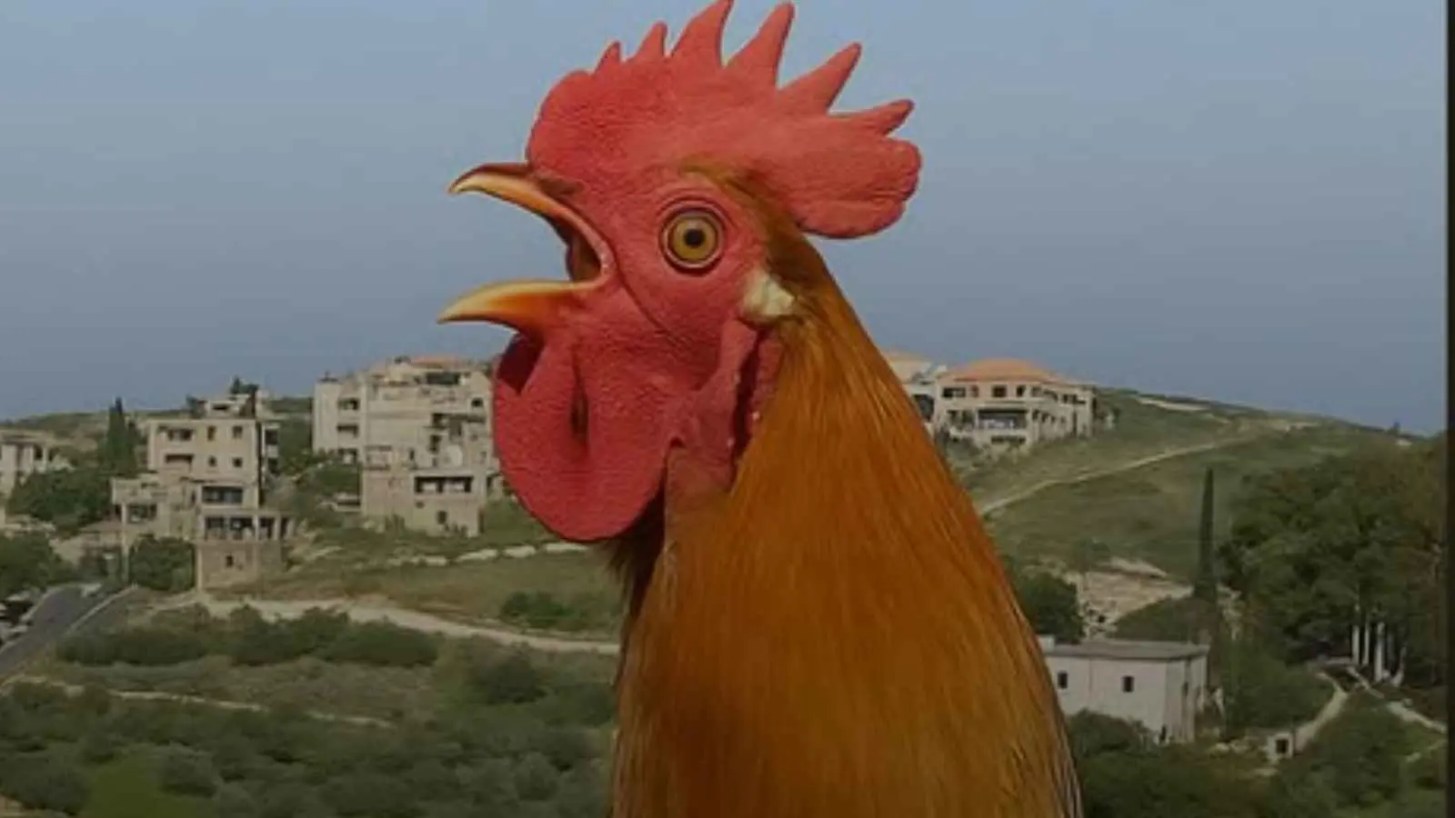 رئيس بلدية في لبنان يمنع الديوك من الصياح