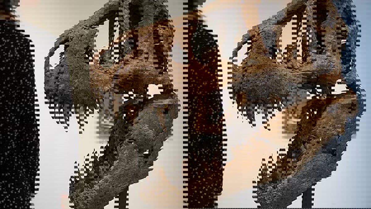 عرض جمجمة ديناصور للبيع في مزاد بـ 20 مليون دولار
