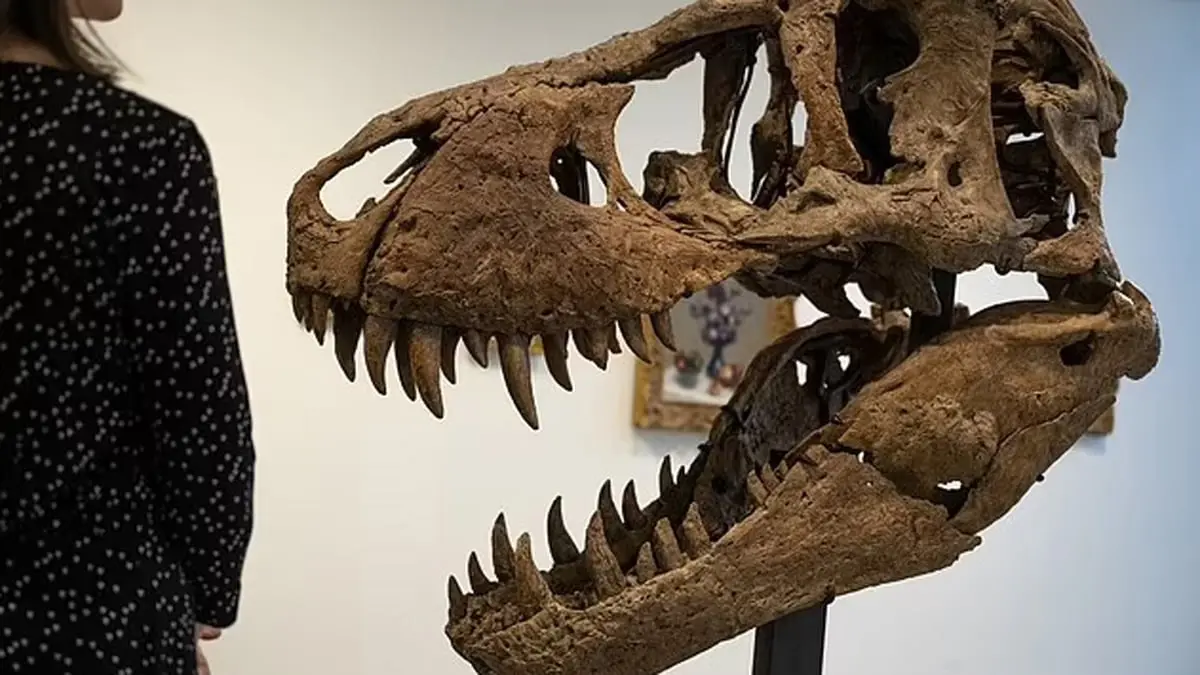 عرض جمجمة ديناصور للبيع في مزاد بـ 20 مليون دولار

