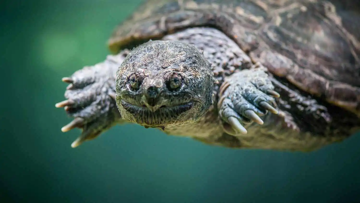 سلحفاة بحرية