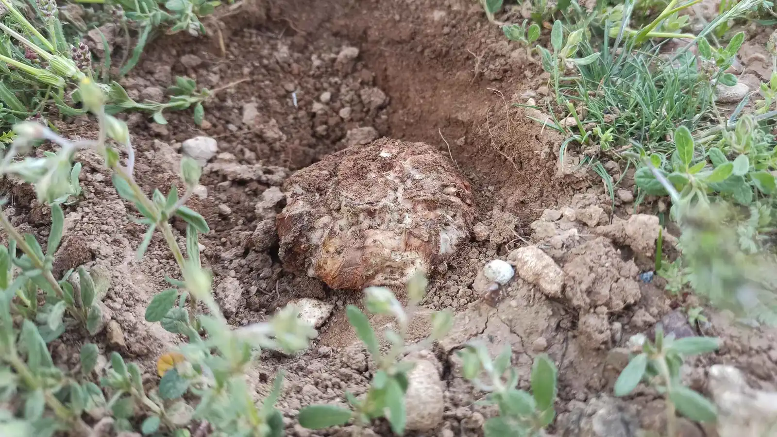 موسم الكمأة في سوريا.. البحث عن "الذهب الأبيض" بين الألغام