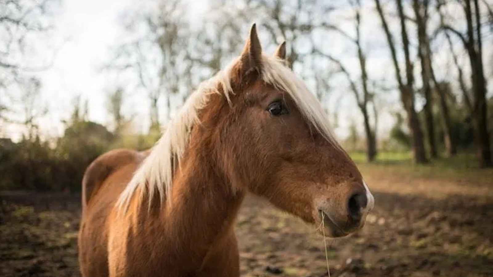 فرنسا.. مرض قاتل يهدد عالم الخيول